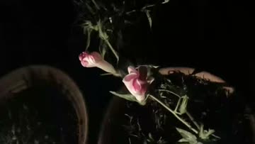 夏の自由研究 タイムラプス撮影 注目の空の写真 ウェザーニュース