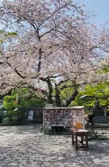 散り際も美しい桜吹雪 注目の空の写真 ウェザーニュース