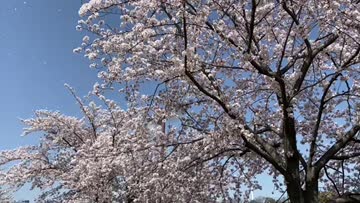散り際も美しい桜吹雪 注目の空の写真 ウェザーニュース
