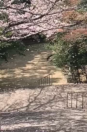 ひらひらと舞う桜吹雪 注目の空の写真 ウェザーニュース