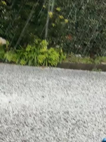 希少　気象　天然の雹　ひょう　千葉・茨城産　落ちたてホヤホヤ厳選採集 猛威】｢うわっやばすぎる｣突然都内で大粒ひょう…車はボコボコ
