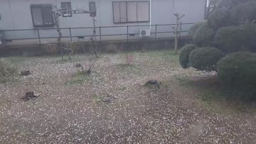 希少　気象　天然の雹　ひょう　千葉・茨城産　落ちたてホヤホヤ厳選採集 希少 気象 天然の雹 ひょう 千葉・茨城産 落ちたてホヤホヤ厳選
