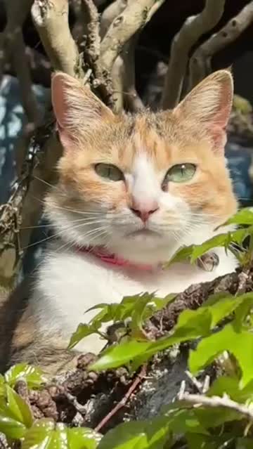 毎月22日はニャンニャンニャン 注目の空の写真 ウェザーニュース