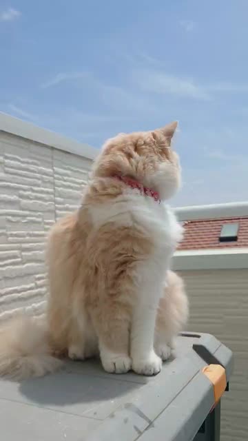 毎月22日はニャンニャンニャン 注目の空の写真 ウェザーニュース