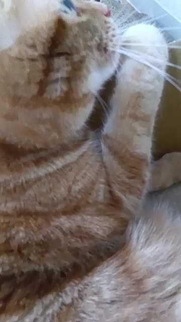 毎月22日はニャンニャンニャン 注目の空の写真 ウェザーニュース